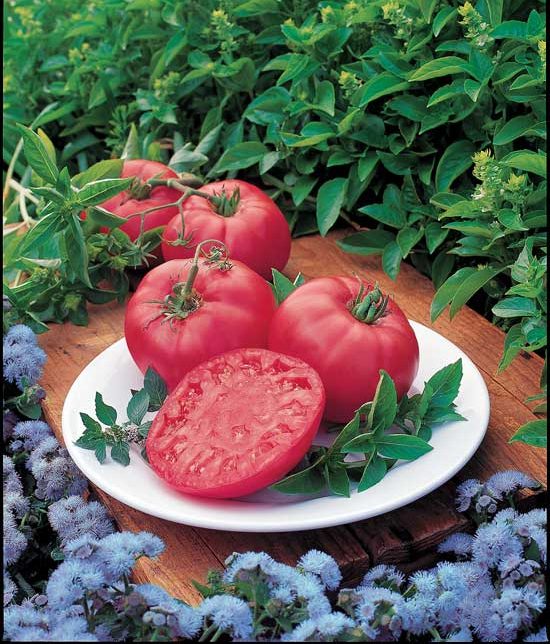 tomato and tobacco crossbreed Hybrid Varieties gold fruits have a sweet Sun Gold Tomato